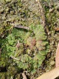 Attēlu rezultāti vaicājumam “Riccia cavernosa”