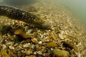 Image result for Petromyzon marinus