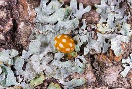 Attēlu rezultāti vaicājumam “Halyzia sedecimguttata”