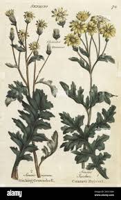 Attēlu rezultāti vaicājumam “Jacobaea vulgaris leaf”