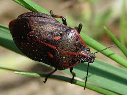 Attēlu rezultāti vaicājumam “Jalla dumosa”