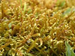 Attēlu rezultāti vaicājumam “Cratoneuron filicinum”