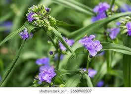Attēlu rezultāti vaicājumam “Tradescantia virginiana flower”