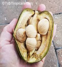 Attēlu rezultāti vaicājumam “Oenanthe aquatica fruit”