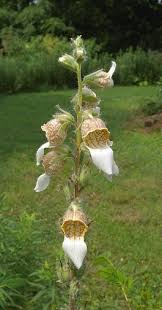 Image result for Digitalis lanata