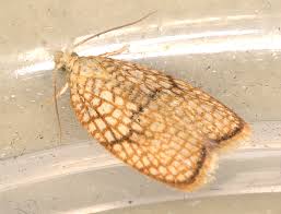 Attēlu rezultāti vaicājumam “Acleris forsskaleana”