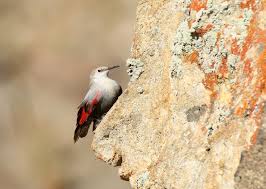 Image result for Tichodroma muraria