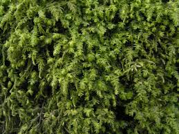 Attēlu rezultāti vaicājumam “Anomodon longifolius”