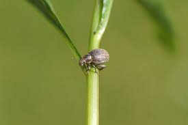 Attēlu rezultāti vaicājumam “Philopedon plagiatum”