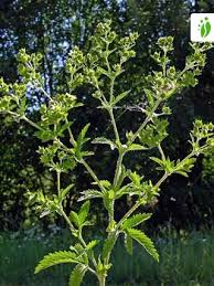 Attēlu rezultāti vaicājumam “Potentilla norvegica flower”