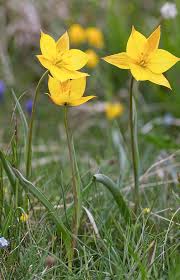 Attēlu rezultāti vaicājumam “Tulipa sylvestris”