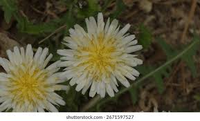 Attēlu rezultāti vaicājumam “Taraxacum suecicum flower”