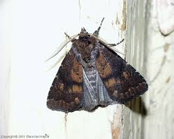 Attēlu rezultāti vaicājumam “Rusina ferruginea female”