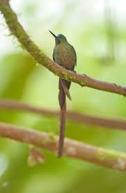 Attēlu rezultāti vaicājumam “Lycogala asperum sessile”