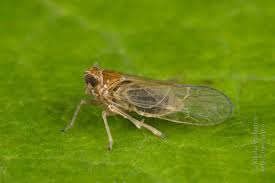 Attēlu rezultāti vaicājumam “Delphacidae”