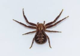 Attēlu rezultāti vaicājumam “Xysticus cristatus”