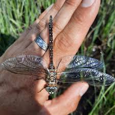 Attēlu rezultāti vaicājumam “Aeshna juncea”