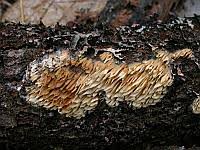 Attēlu rezultāti vaicājumam “Ceriporiopsis aneirina”