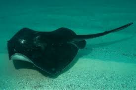 Image result for Bathytoshia brevicaudata