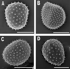 Attēlu rezultāti vaicājumam “Melampsora epitea”
