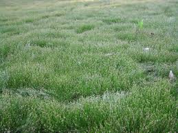 Attēlu rezultāti vaicājumam “Eleocharis acicularis”