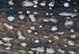 Attēlu rezultāti vaicājumam “Propolis farinosa”