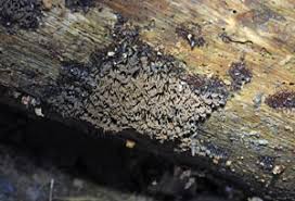 Attēlu rezultāti vaicājumam “Stemonitopsis aequalis var. microspora”