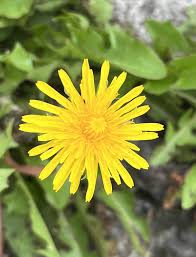 Attēlu rezultāti vaicājumam “Taraxacum suecicum flower”
