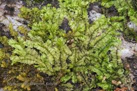 Attēlu rezultāti vaicājumam “Calliergonella cuspidata sporophyte”