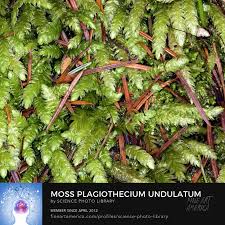 Attēlu rezultāti vaicājumam “Plagiothecium undulatum”