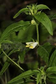 Attēlu rezultāti vaicājumam “Melampyrum pratense leaf”