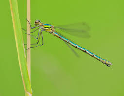 Attēlu rezultāti vaicājumam “Lestes sponsa”