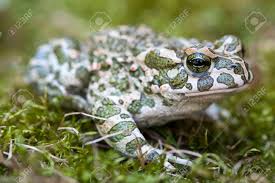 Attēlu rezultāti vaicājumam “Pseudepidalea viridis adult”