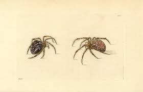 Attēlu rezultāti vaicājumam “Araneus diadematus”