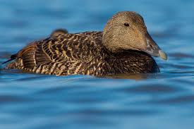 Attēlu rezultāti vaicājumam “Somateria mollissima”