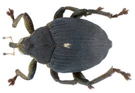 Attēlu rezultāti vaicājumam “Mononychus punctumalbum”