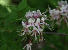 Attēlu rezultāti vaicājumam “Rhododendron periclymenoides flower”
