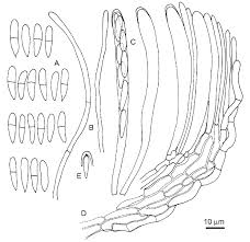 Attēlu rezultāti vaicājumam “Hymenoscyphus fructigenus”