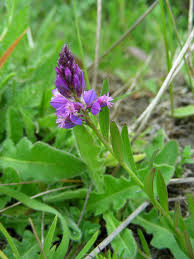 Attēlu rezultāti vaicājumam “Polygala comosa flower”