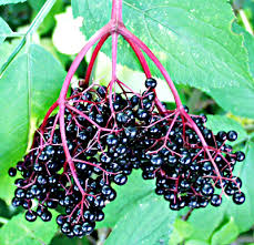 Attēlu rezultāti vaicājumam “Adoxaceae”