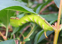 Attēlu rezultāti vaicājumam “Sphinx ligustri larva”