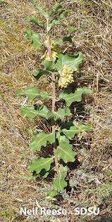 Attēlu rezultāti vaicājumam “Asclepiadaceae”