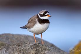 Attēlu rezultāti vaicājumam “Charadrius hiaticula”