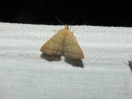 Attēlu rezultāti vaicājumam “Herminia tarsicrinalis”