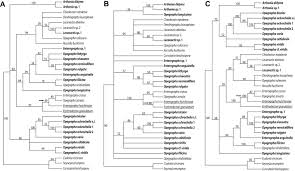 Attēlu rezultāti vaicājumam “Opegrapha rufescens”
