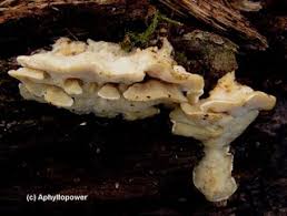 Attēlu rezultāti vaicājumam “Antrodiella semisupina”