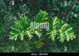 Attēlu rezultāti vaicājumam “Heracleum sosnowskyi leaf”
