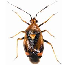 Attēlu rezultāti vaicājumam “Deraeocoris ruber”