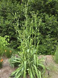 Attēlu rezultāti vaicājumam “Erysimum hieracifolium leaf”
