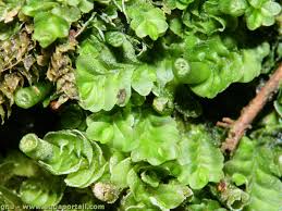 Attēlu rezultāti vaicājumam “Jungermanniopsida”